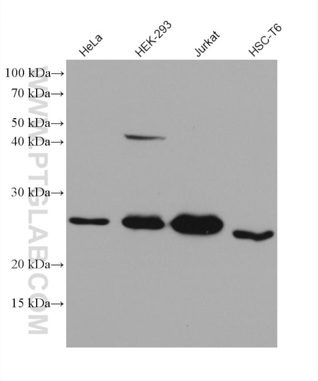 Bcl2 Antibody in Western Blot (WB)