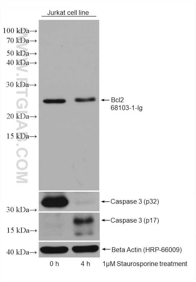 Bcl2 Antibody in Western Blot (WB)