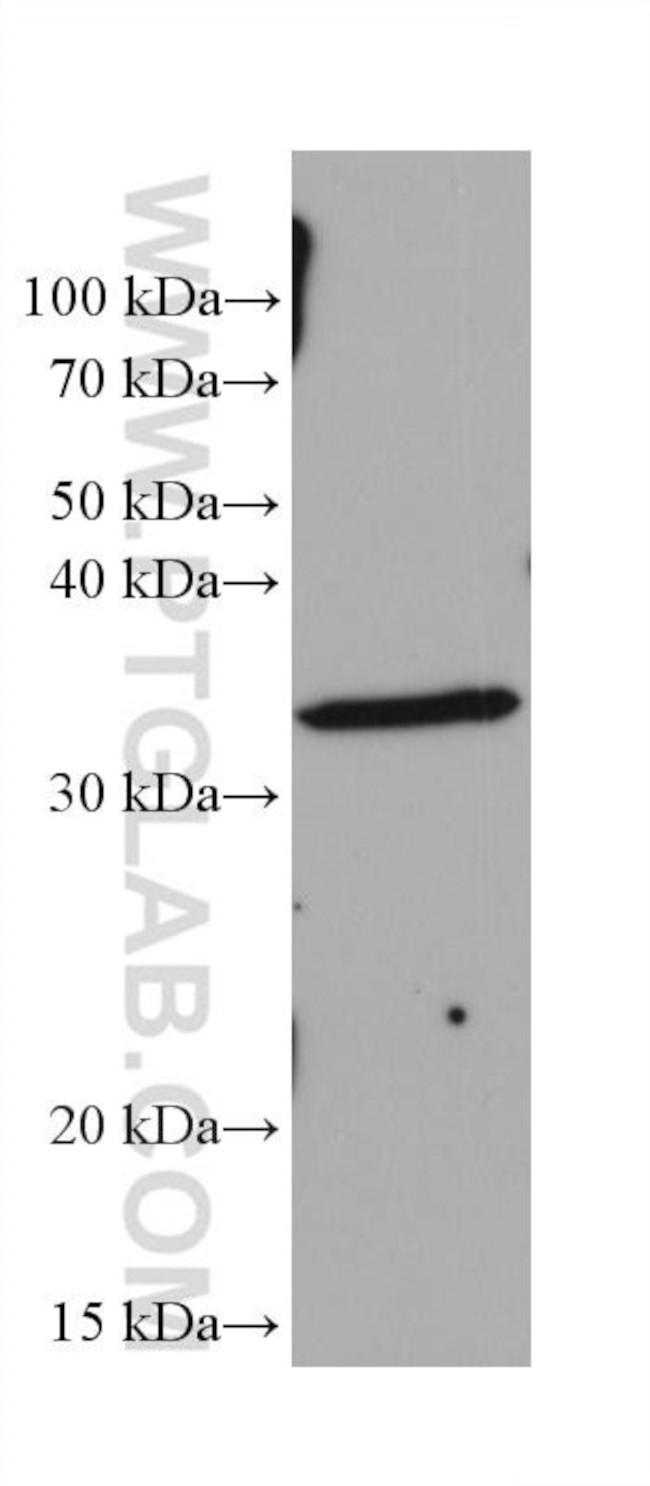 RYBP Antibody in Western Blot (WB)