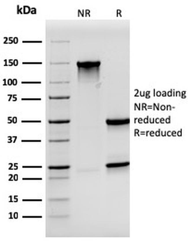 Synaptophysin Antibody in SDS-PAGE (SDS-PAGE)