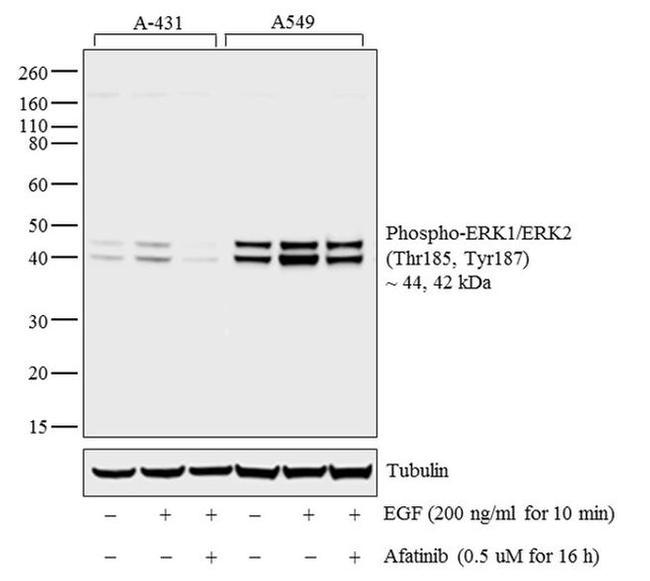 Phospho-ERK1/ERK2 (Thr185, Tyr187) Antibody