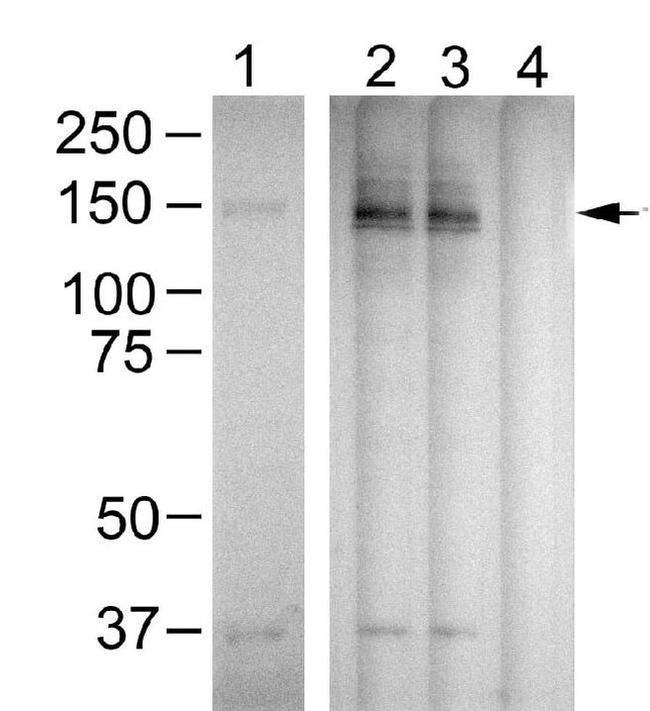 Phospho-PLCG1 (Tyr783) Antibody in Western Blot (WB)
