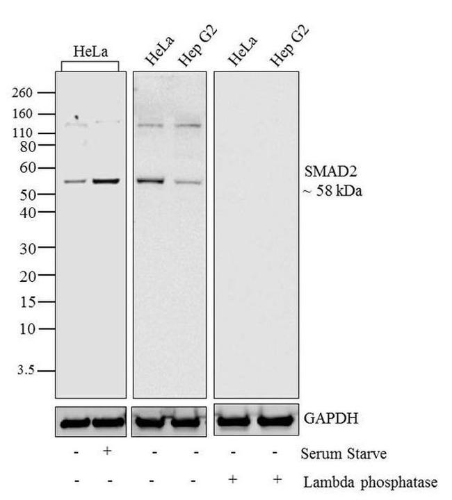 Phospho-SMAD2 (Thr8) Antibody in Western Blot (WB)