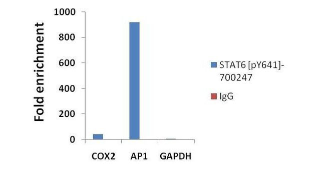Phospho-STAT6 (Tyr641) Antibody in ChIP Assay (ChIP)