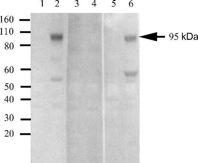 Phospho-IR/IGF1R (Tyr1162, Tyr1163) Antibody in Western Blot (WB)