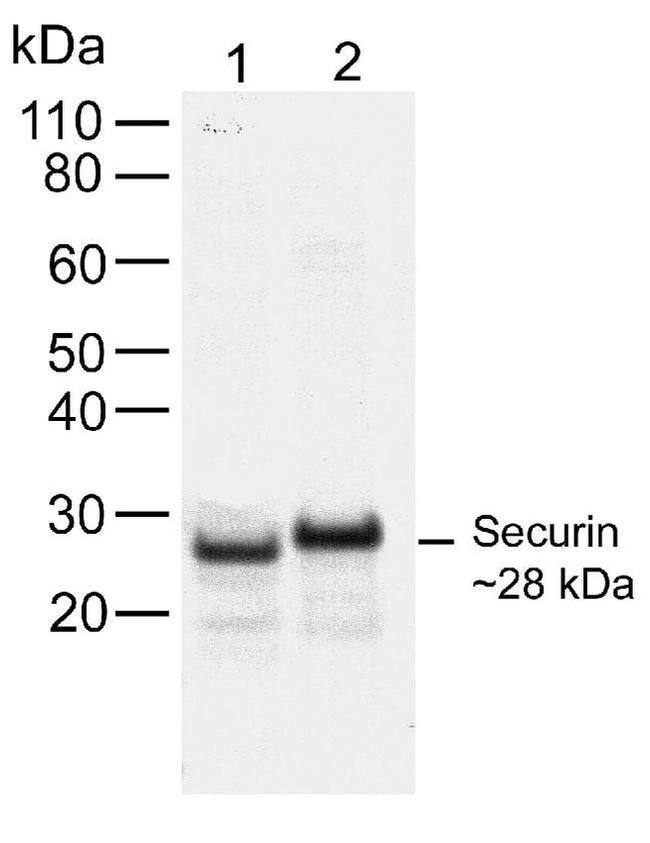 Securin Antibody in Western Blot (WB)
