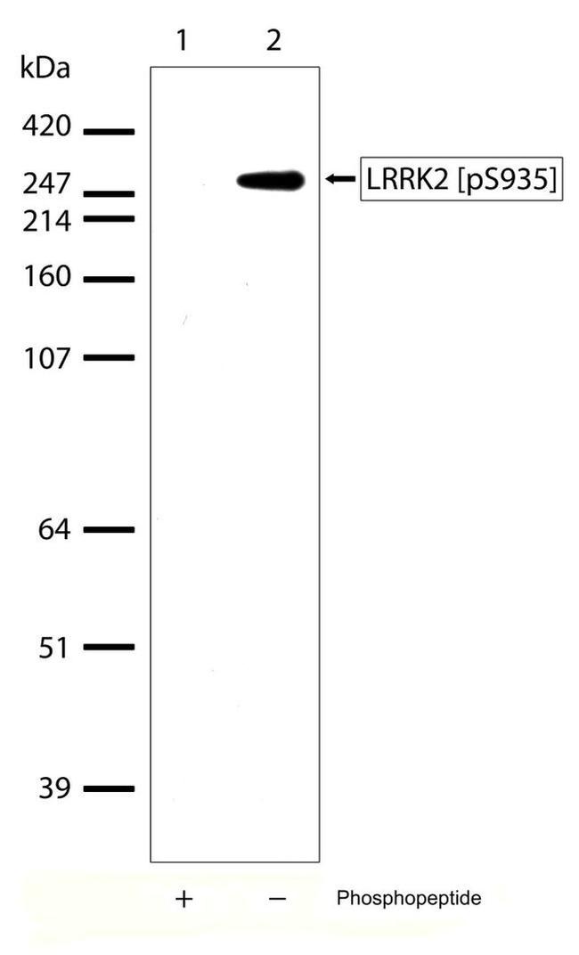 Phospho-LRRK2 (Ser935) Antibody in Western Blot (WB)