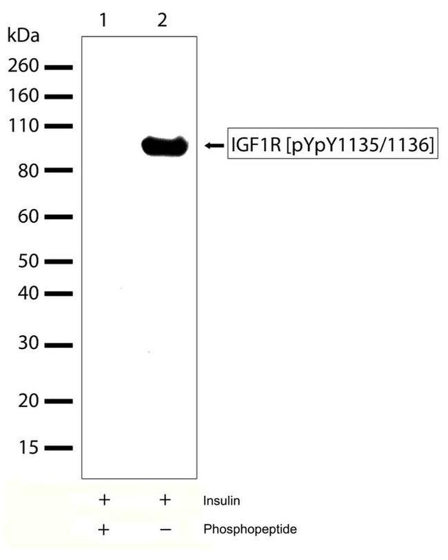 Phospho-IGF1R beta (Tyr1135, Tyr1136) Antibody in Western Blot (WB)