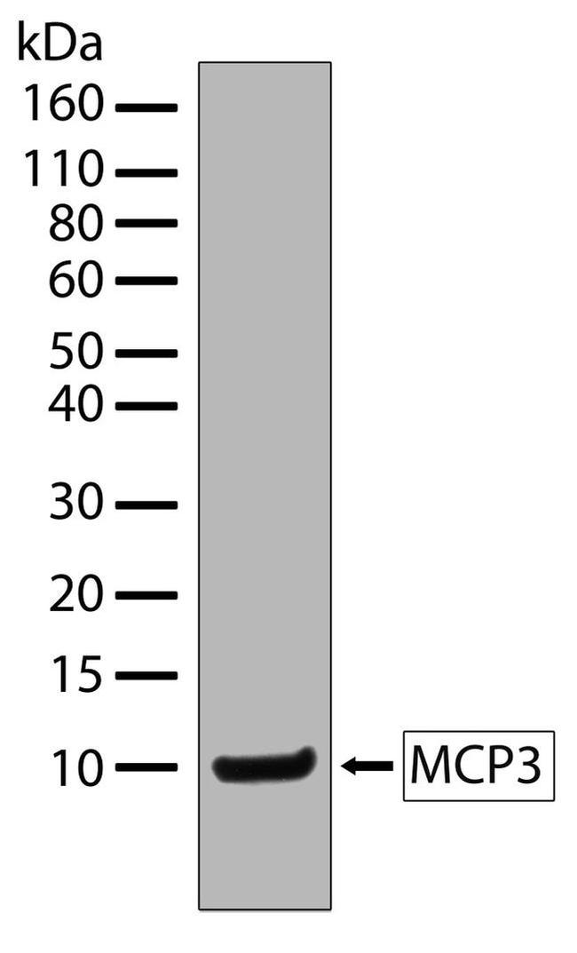 MCP-3 Antibody in Western Blot (WB)