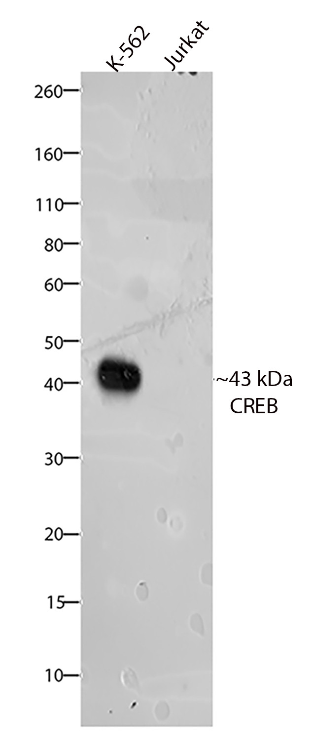 CREB Antibody in Western Blot (WB)