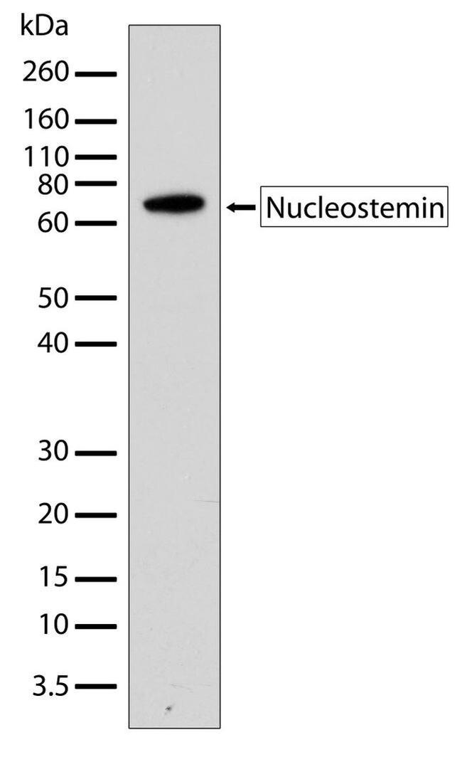 Nucleostemin Antibody in Western Blot (WB)