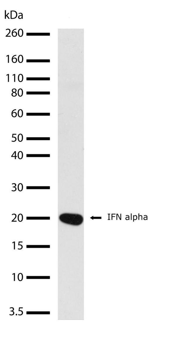 IFN alpha Antibody in Western Blot (WB)