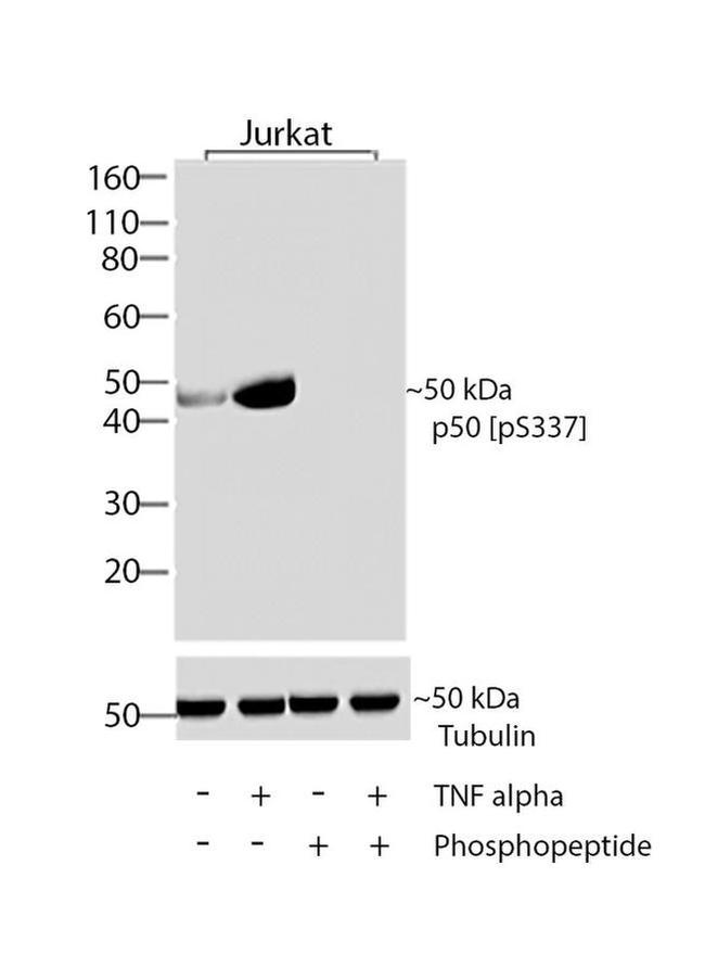 Phospho-NFkB p50 (Ser337) Antibody