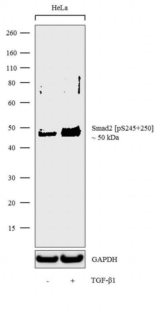 Phospho-SMAD2 (Ser245, Ser250) Antibody in Western Blot (WB)