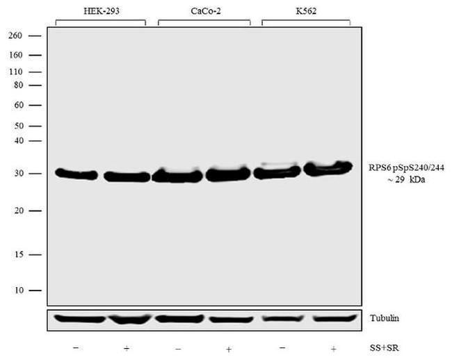 Phospho-S6 (Ser240, Ser244) Antibody in Western Blot (WB)