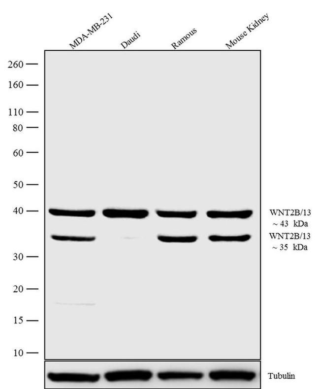 WNT2B Antibody in Western Blot (WB)