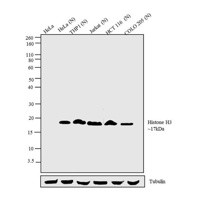 Histone H3 Antibody in Western Blot (WB)
