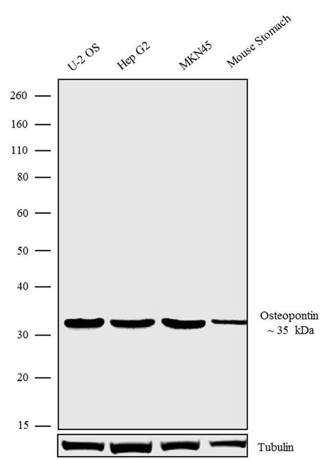 OPN-R Antibody in Western Blot (WB)