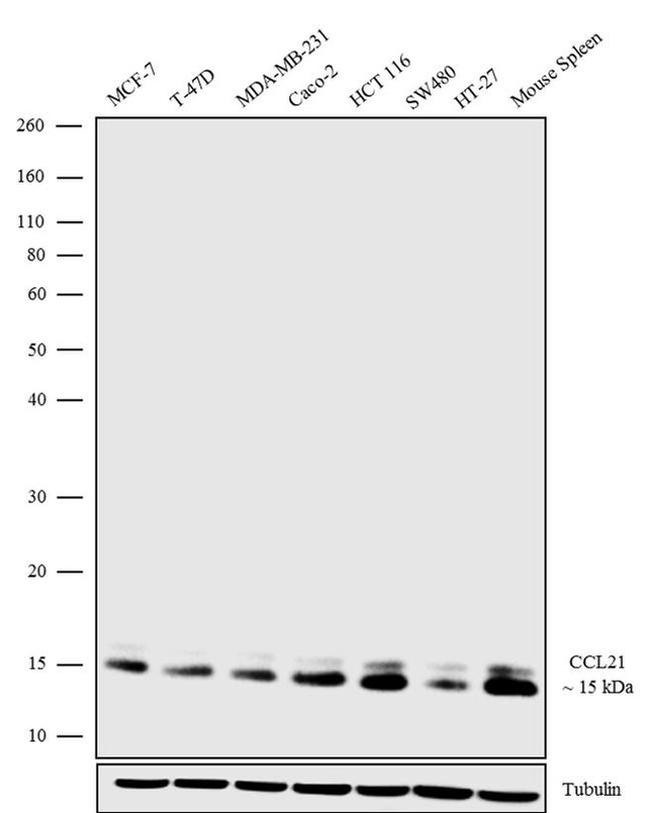 CCL21 Antibody in Western Blot (WB)