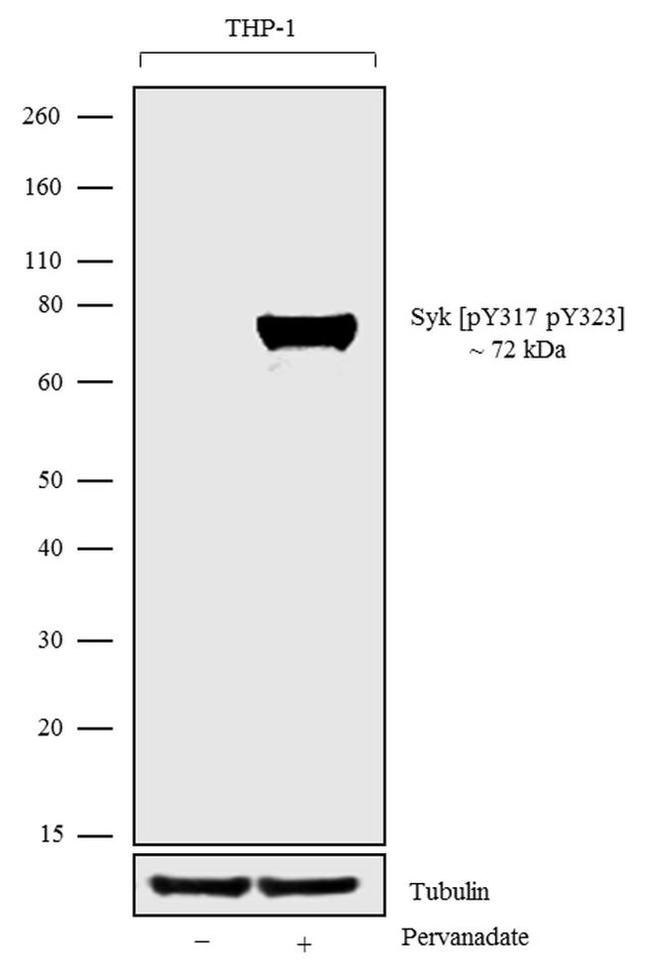 Phospho-Syk (Tyr323, Tyr317) Antibody in Western Blot (WB)