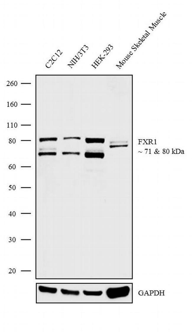 FXR1 Antibody in Western Blot (WB)