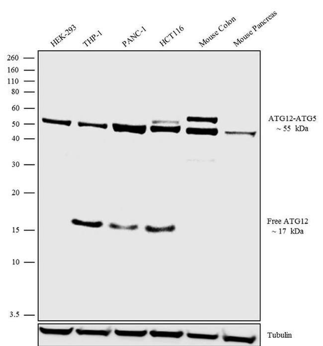 ATG12-ATG5 Antibody in Western Blot (WB)