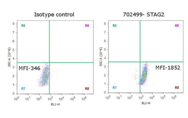 STAG2 Antibody in Flow Cytometry (Flow)