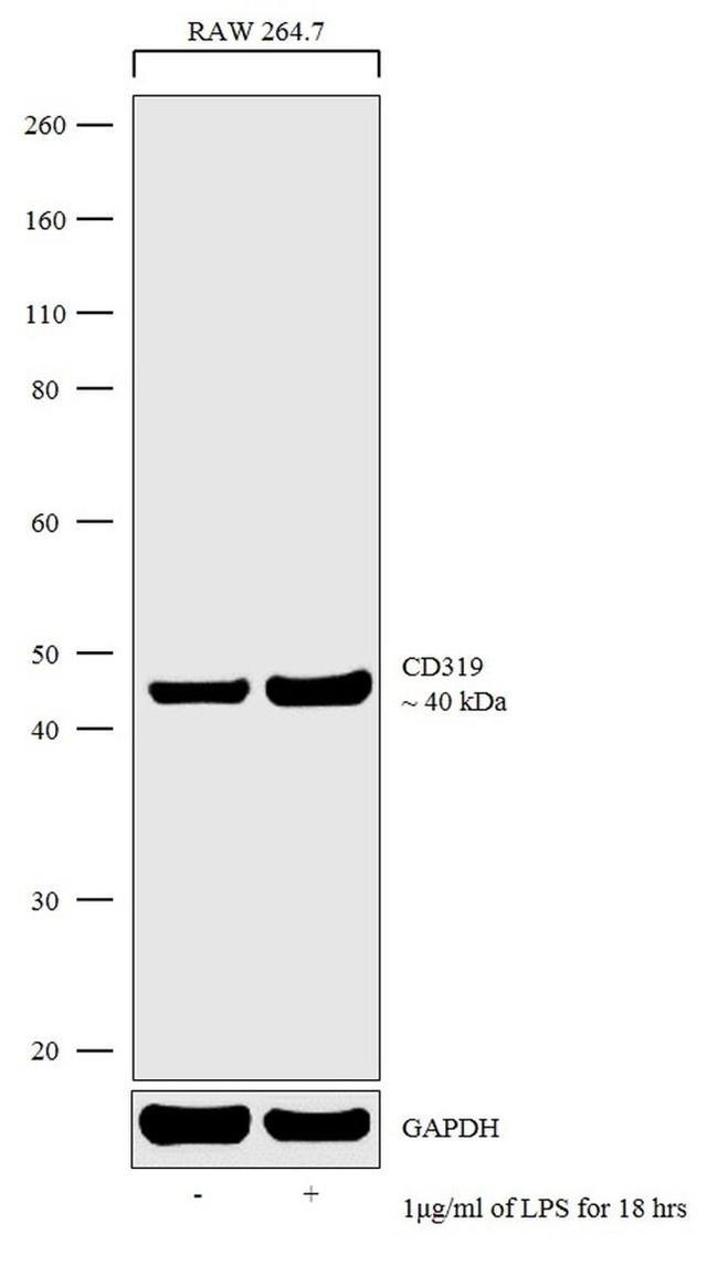 CD319 (CRACC) Antibody in Western Blot (WB)