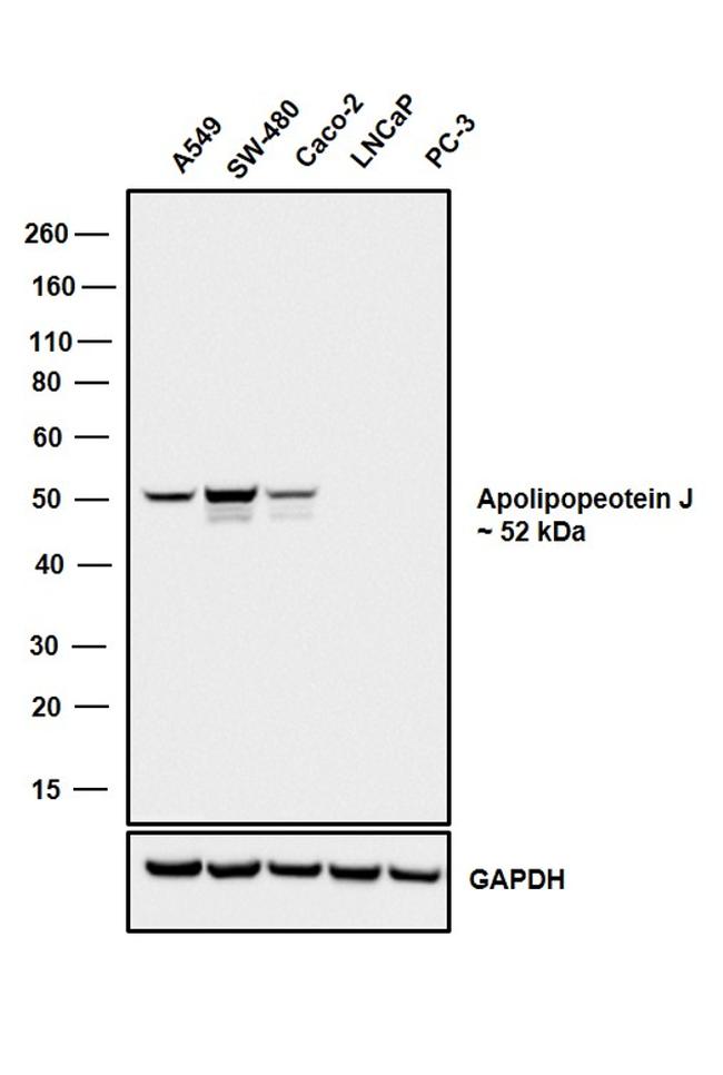 Apolipoprotein J Antibody in Western Blot (WB)