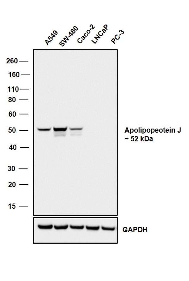 Apolipoprotein J Antibody