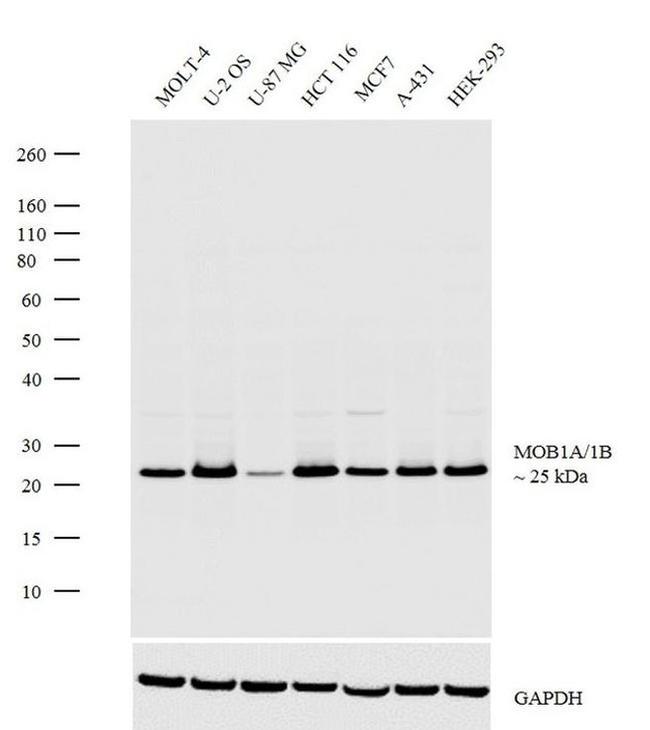 MOB1 Antibody in Western Blot (WB)