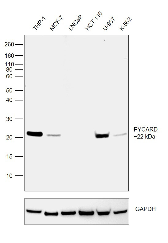 PYCARD Antibody