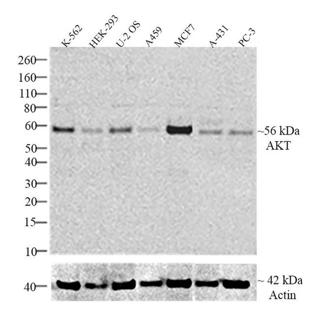 AKT1 Antibody in Western Blot (WB)