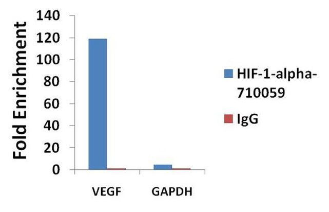 HIF1A Antibody in ChIP Assay (ChIP)