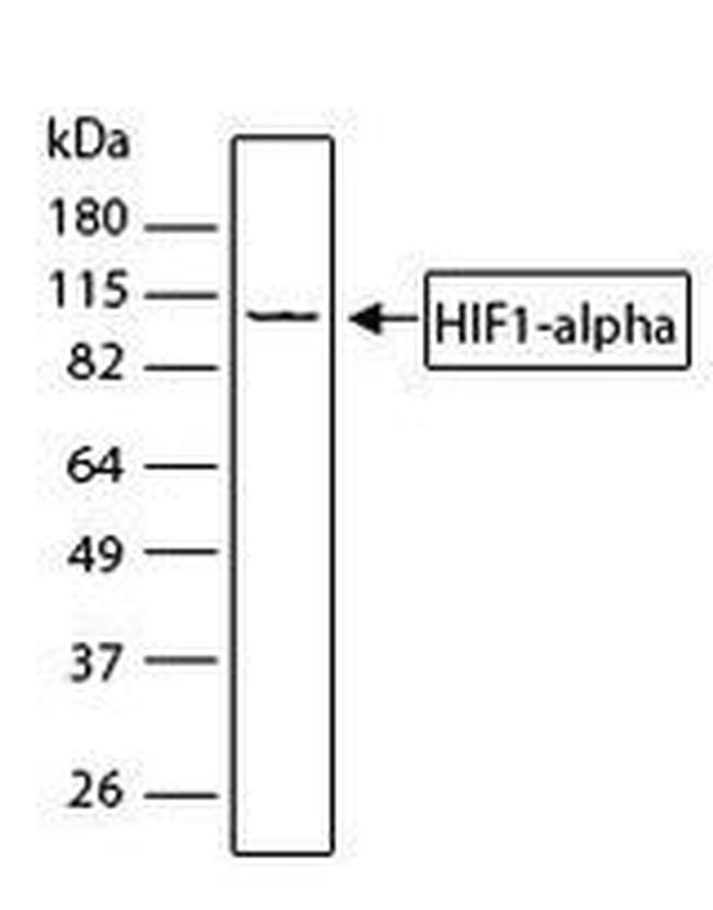 HIF1A Antibody in Western Blot (WB)