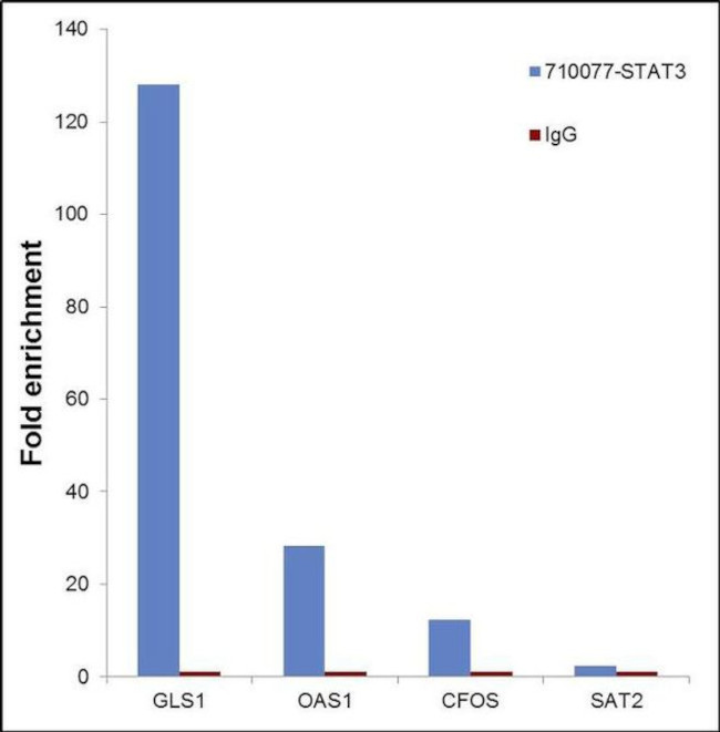 STAT3 Antibody in ChIP Assay (ChIP)