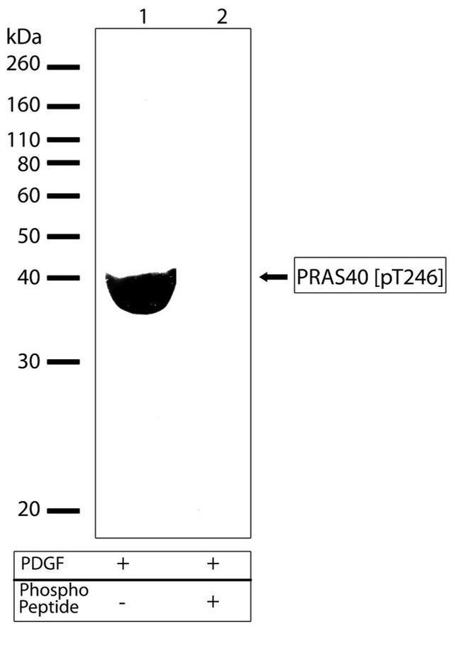 Phospho-PRAS40 (Thr246) Antibody in Western Blot (WB)