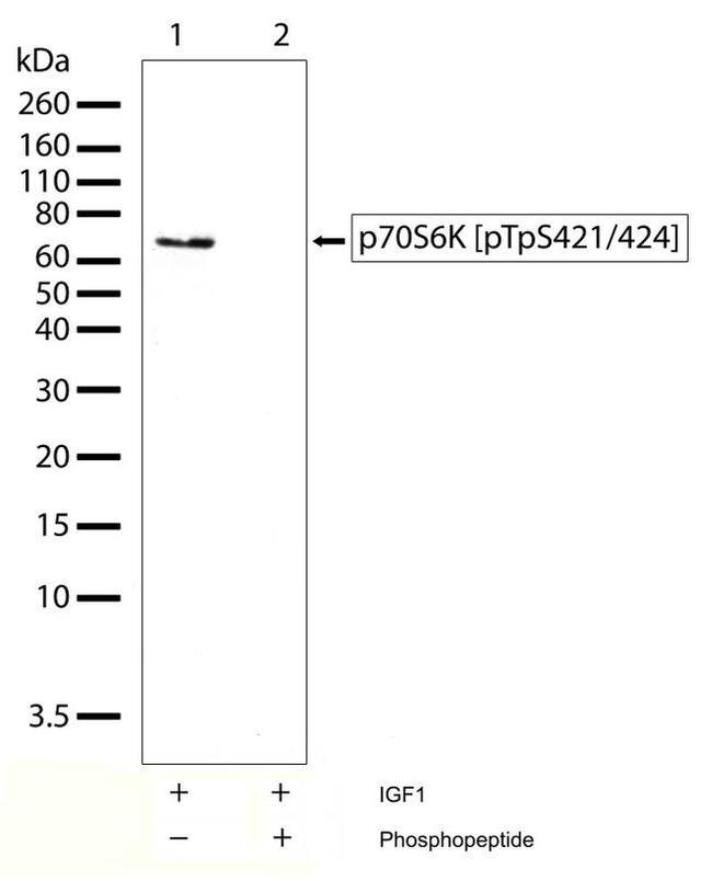 Phospho-p70 S6 Kinase (Thr421, Ser424) Antibody in Western Blot (WB)
