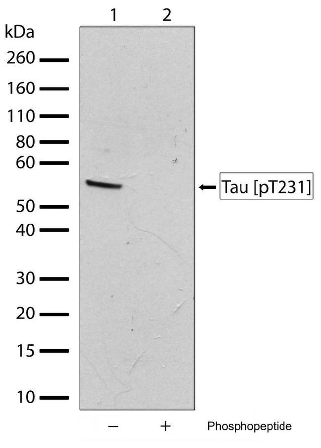 Phospho-Tau (Thr231) Antibody in Western Blot (WB)