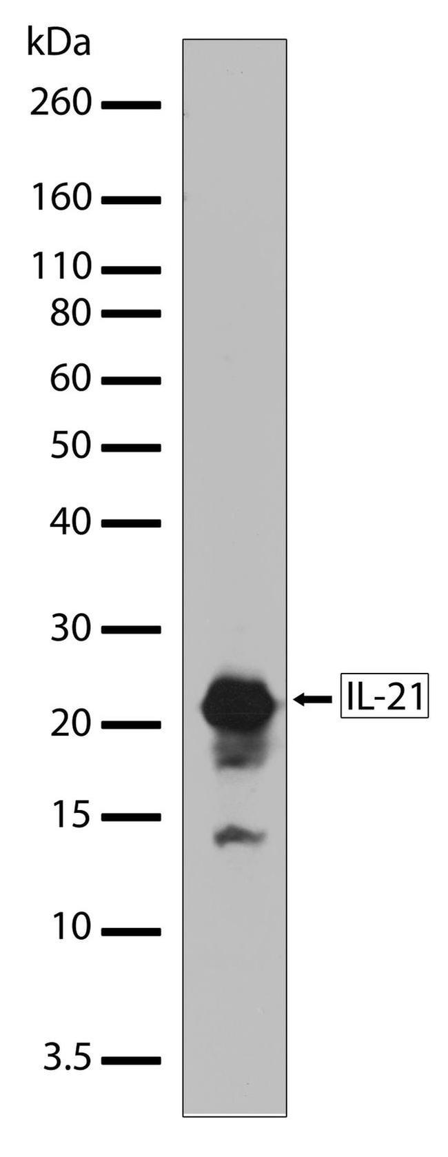 IL-21 Antibody in Western Blot (WB)