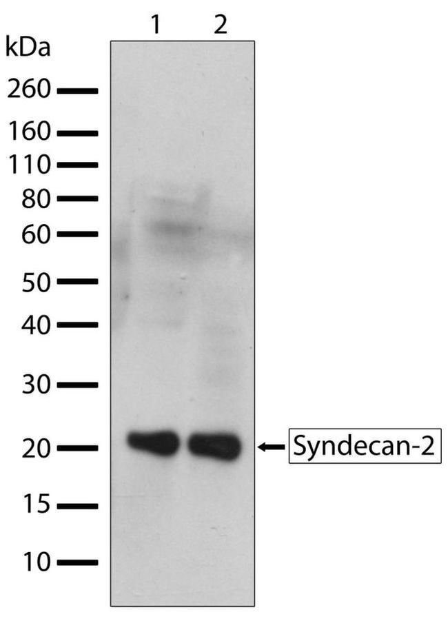 Syndecan 2 Antibody in Western Blot (WB)