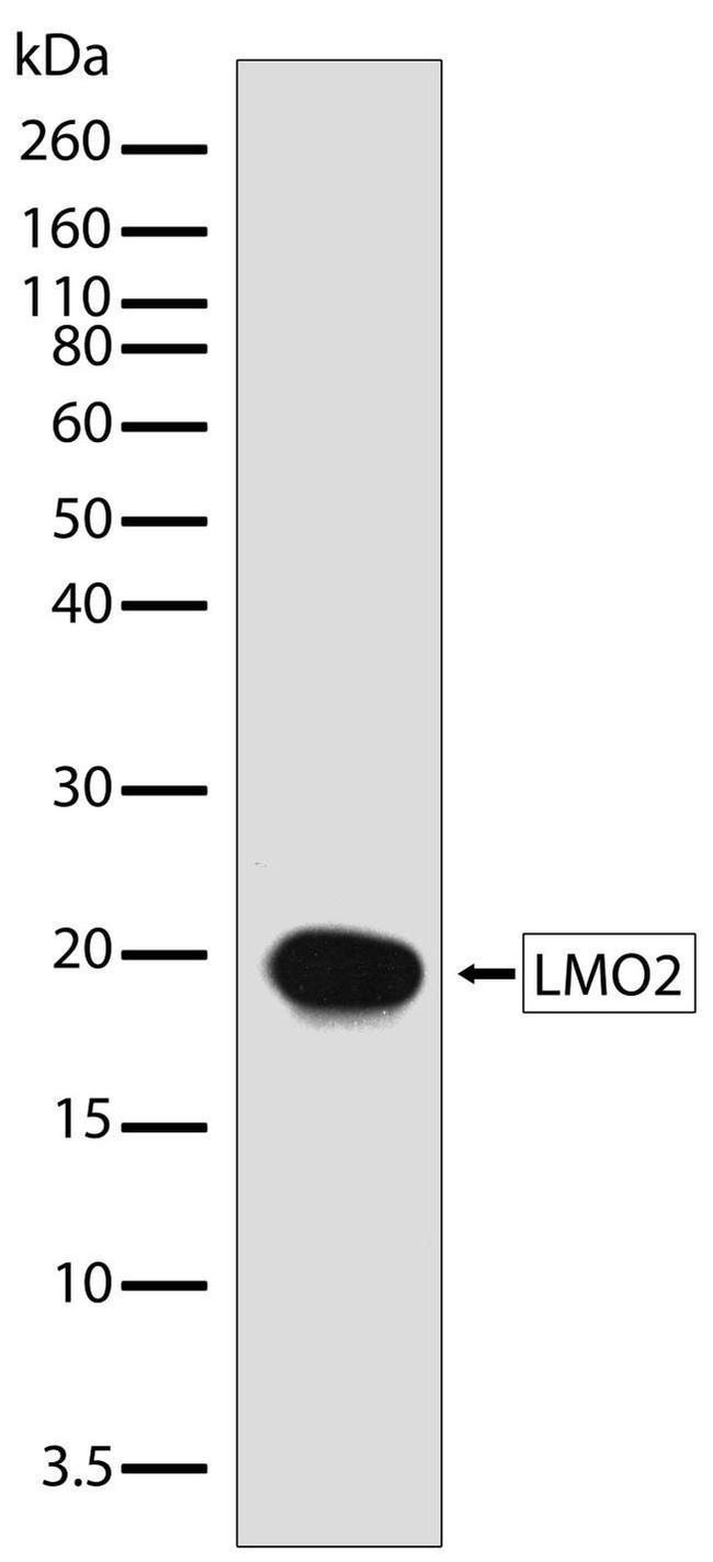 LMO2 Antibody in Western Blot (WB)