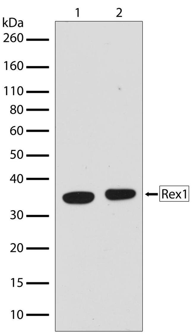 Rex1 Antibody in Western Blot (WB)