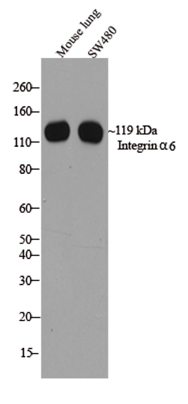 CD49f Antibody in Western Blot (WB)