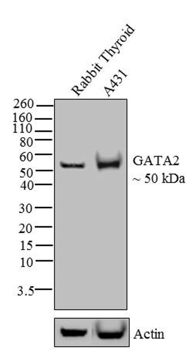 GATA2 Antibody in Western Blot (WB)