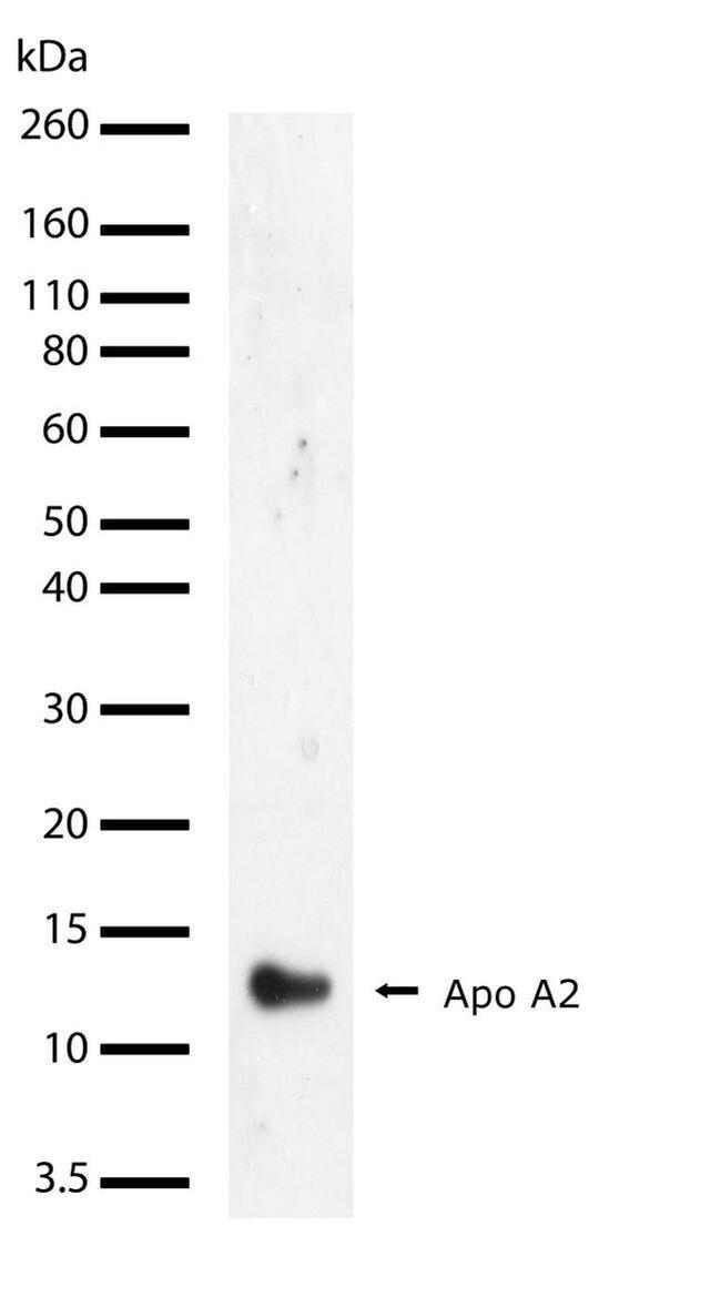 ApoA2 Antibody in Western Blot (WB)