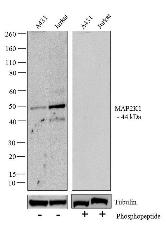 Phospho-MEK1 (Ser217, Ser221) Antibody in Western Blot (WB)