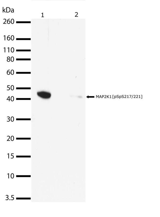 Phospho-MEK1 (Ser217, Ser221) Antibody in Western Blot (WB)