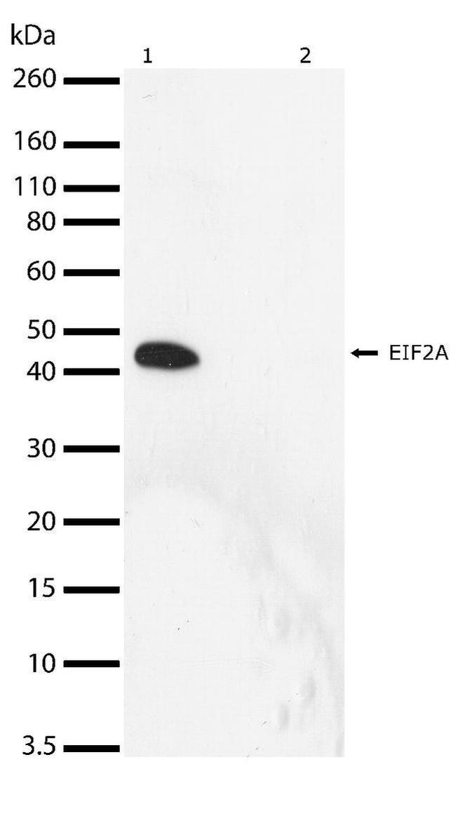 Phospho-EIF2S1 (Ser51) Antibody