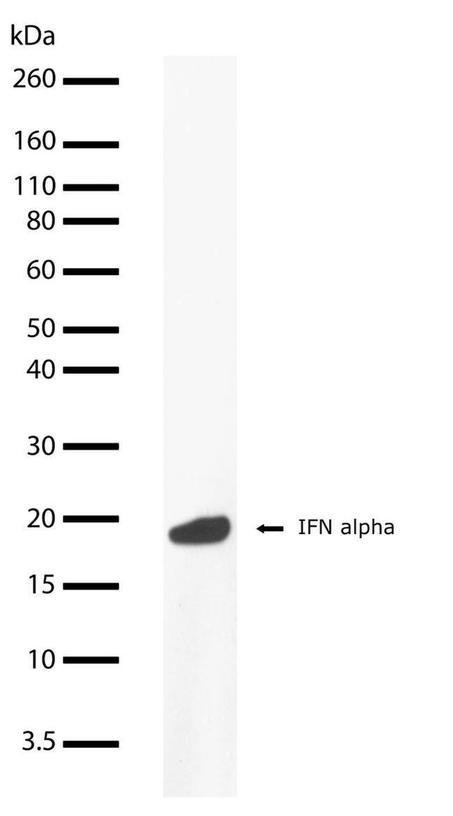 IFN alpha Antibody in Western Blot (WB)